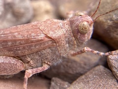 Sphingonotus rubescens