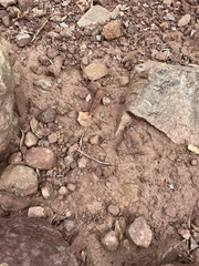 Sphingonotus rubescens