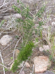 Asparagus mariae