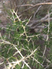 Asparagus mariae