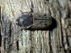 Trogossitidae