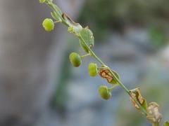 Phyllanthus dinteri