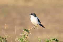 Lanius dorsalis