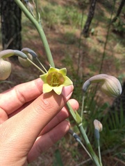 Prochnyanthes mexicana