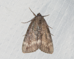 Catocala residua