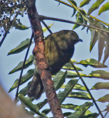 Loria's Satinbird photo 1