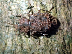 Syrphetodes marginatus