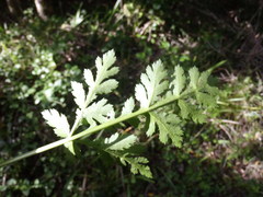 Lichtensteinia interrupta
