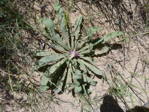 Platycarphella image