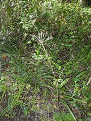 Lichtensteinia interrupta