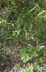 Lichtensteinia interrupta