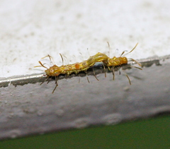 Homodes bracteigutta