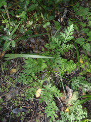 Lichtensteinia interrupta