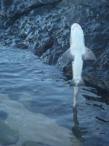 Triakis megalopterus