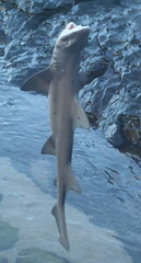 Triakis megalopterus