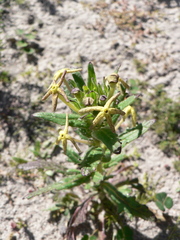 Lyperia tristis