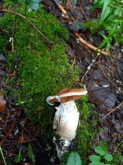 Cortinarius laniger