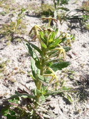 Lyperia tristis