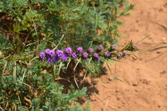 Liatris squarrosa glabrata