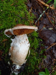 Cortinarius laniger