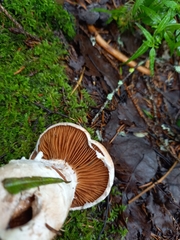 Cortinarius laniger