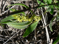Tetragonia chenopodioides