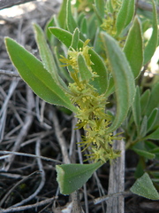 Tetragonia chenopodioides