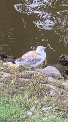 Chroicocephalus ridibundus