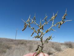 Melolobium microphyllum