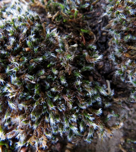 iNaturalist observation photo of Rock Mosses