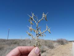 Melolobium microphyllum