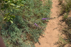 Liatris squarrosa glabrata