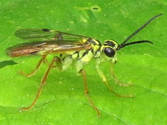 Tenthredo verticalis