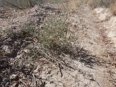 Melolobium microphyllum