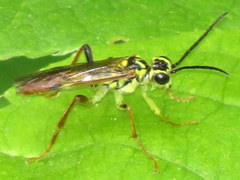 Tenthredo verticalis