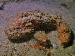 Paraploactis intonsa