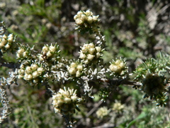 Ifloga repens