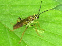 Tenthredo verticalis