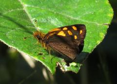 Metisella metis paris
