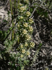 Ifloga repens
