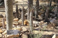 Pachypodium geayi