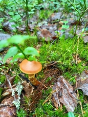 Cortinarius gentilis
