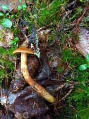 Cortinarius gentilis