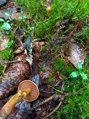Cortinarius gentilis