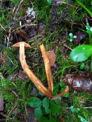 Cortinarius gentilis