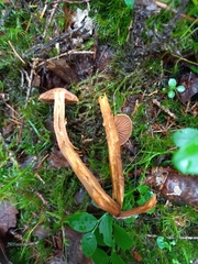 Cortinarius gentilis