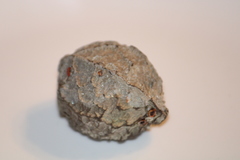 Calatola costaricensis