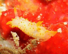 Crimora papillata