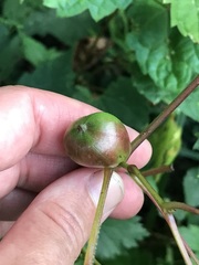 Ampelomyia vitispomum