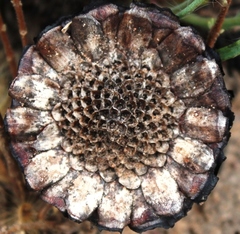 Protea piscina